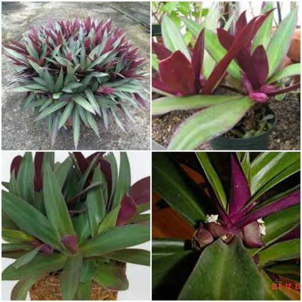 Tradescantia Spathacea~Boat Lily Moses in The Cradle Oyster Plant EZ Care